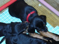 /album/stenata-2012/p1010325-akuma-spielen-jpg/